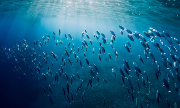 Cảnh báo - Biến đổi khí hậu có thể đã bắt đầu bóp nghẹt ngành thủy sản trên thế giới