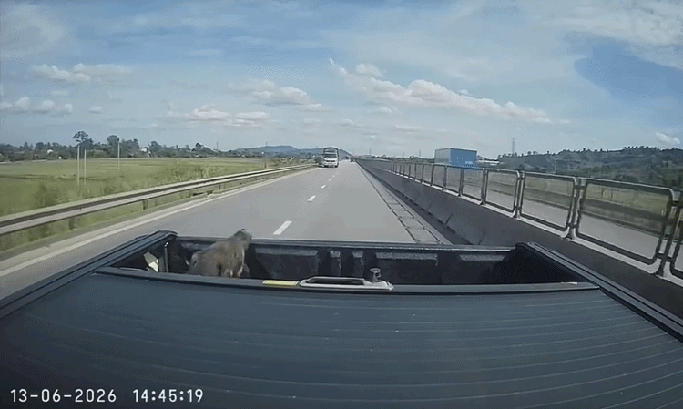 'Con lợn nhảy khỏi thùng xe bán tải trên cao tốc: mối nguy sau chuyện khôi hài'
