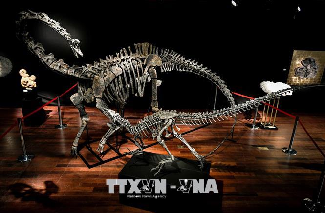 Thái Lan phát hiện loài khủng long cổ dài mới có niên đại 150 triệu năm